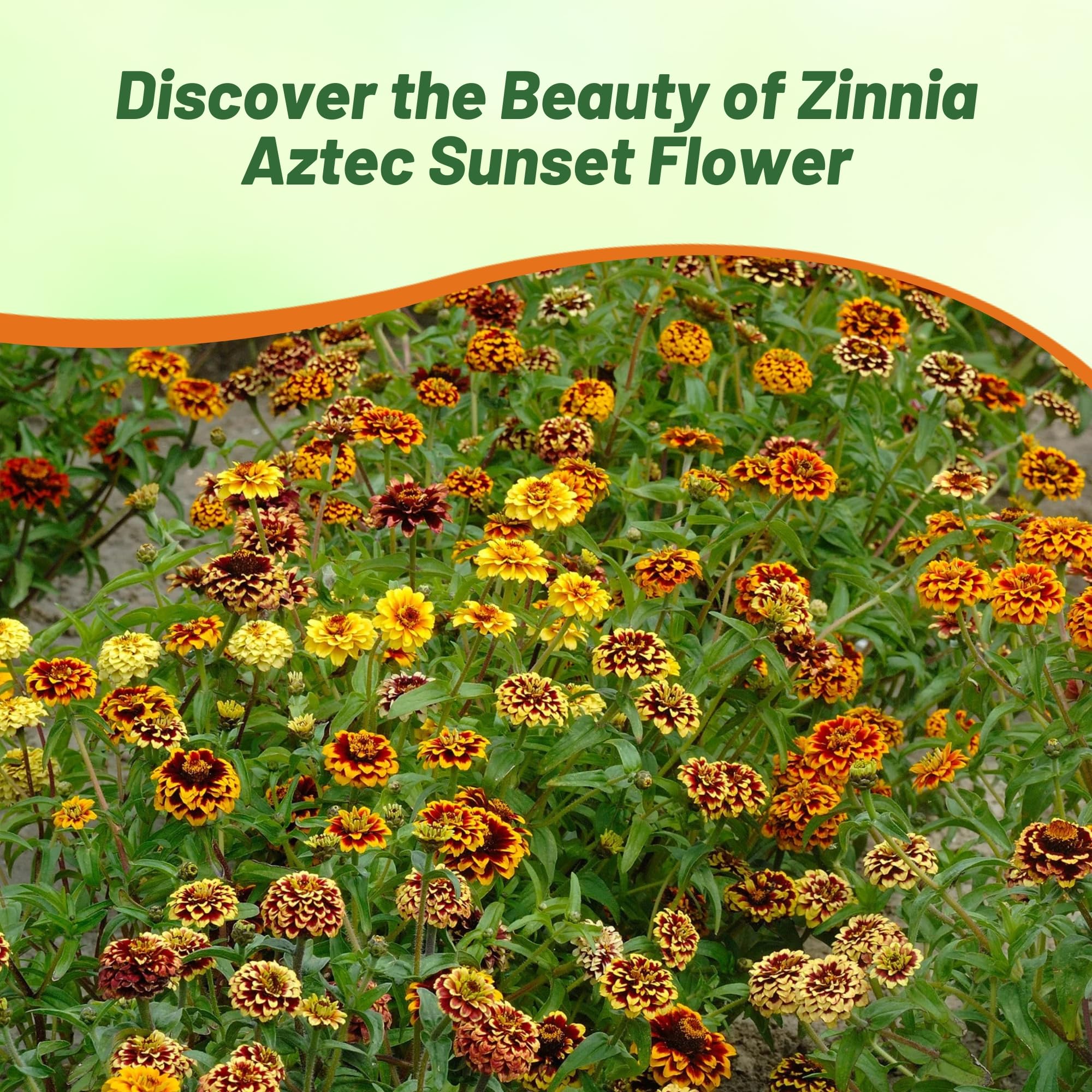 Amazon.com : Outsidepride Aztec Sunset Zinnia Seeds - 50 Seeds